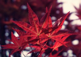 秋天红色的枫叶图片(31张)