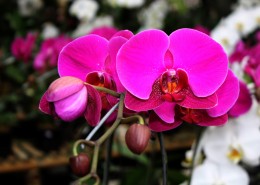 粉红色的蝴蝶兰图片(10张)