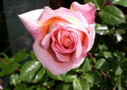 粉红色的玫瑰图片(13张)