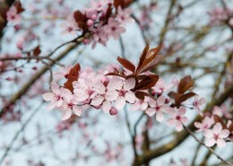 淡淡的粉红色梅花图片(10张)