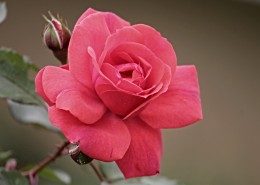 娇美温柔的粉色玫瑰花图片(20张)