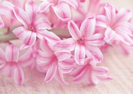 粉色的风信子图片(10张)
