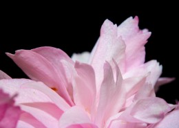 梦幻的粉色花瓣图片(11张)