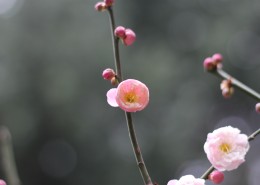 粉色的江梅花图片(11张)
