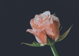 粉色玫瑰花图片(10张)