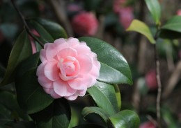粉色的山茶花图片(11张)