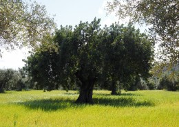 茁壮的橄榄树图片(14张)