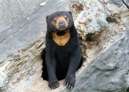 孤独高冷的马来熊图片(13张)