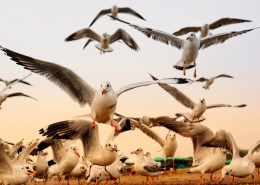 自由翱翔的海鸥图片(12张)