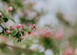 娇艳清新并存的海棠花图片(24张)