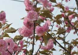 团花锦簇的海棠花图片(8张)