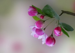 粉嫩淡雅的海棠花图片(14张)