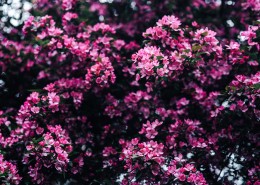 娇艳的红色海棠花图片(15张)