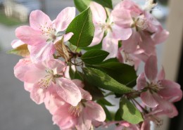 娇艳盛开的唯美海棠花图片(12张)