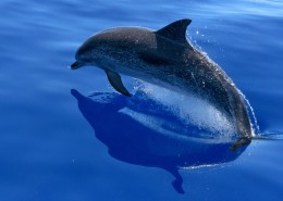 活力十足的海豚图片(27张)