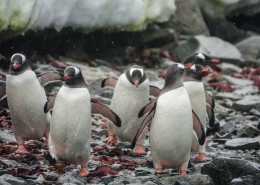 憨态可掬的巴布亚企鹅图片(17张)