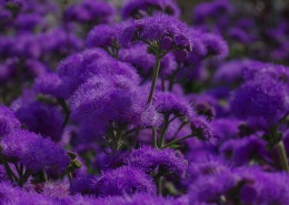 淡紫色的藿香蓟图片(10张)