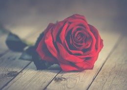 红玫瑰高清图片(13张)