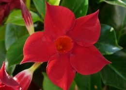 花朵娇柔艳丽的红蝉花图片(16张)
