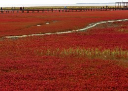 辽宁盘锦红海滩自然风景图片(8张)
