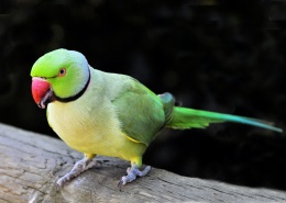 可爱的红领绿鹦鹉图片(15张)