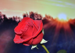 表达爱情热情似火的红玫瑰图片(38张)