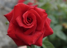娇艳妖娆的红玫瑰图片(19张)
