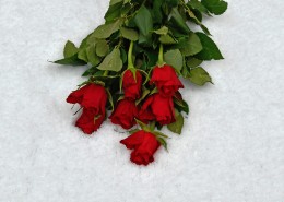 一束红玫瑰图片(10张)