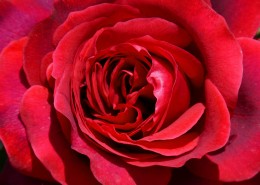妖娆鲜艳的红玫瑰图片(20张)