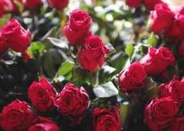 热情的红色玫瑰图片(13张)