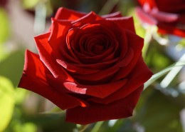 妖艳的红玫瑰图片(15张)