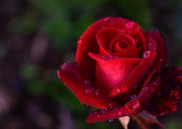 娇艳欲滴的红玫瑰图片(29张)