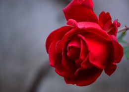 鲜艳热情似火的红玫瑰图片(33张)