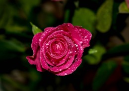 娇艳妖娆的红玫瑰图片(14张)
