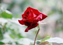 娇艳欲滴的红玫瑰图片(15张)