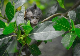 可爱的猴子宝宝图片(19张)