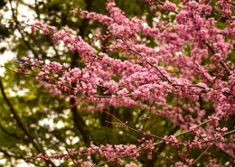 花朵娇艳的紫荆图片(14张)