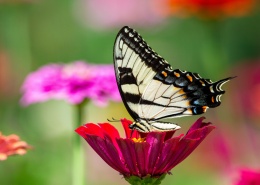 花朵上采蜜的蝴蝶图片(17张)
