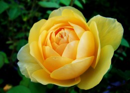 优雅漂亮的黄玫瑰图片(29张)