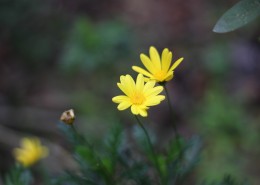 黄色的野生菊花图片(14张)