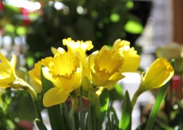 盛开的黄色水仙花图片(15张)