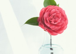 插在花瓶里的鲜花图片(10张)
