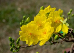 花团锦簇的金莲木图片(11张)