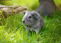 可爱软萌的灰色小兔子图片(16张)