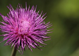 紫色藿香蓟图片(26张)