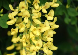 花团锦簇的金色金链花图片(14张)