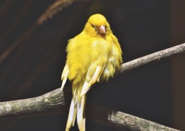羽毛漂亮的金丝鸟图片(15张)