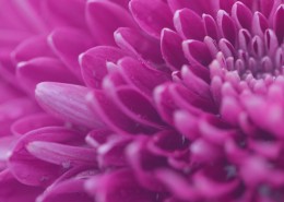 漂亮的紫色菊花微距图片(10张)