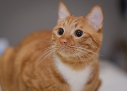 呆萌的橘猫图片(10张)