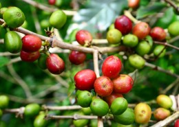 圆形果实的咖啡树植物图片(10张)
